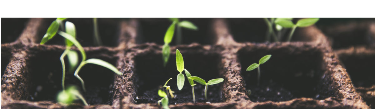 plants